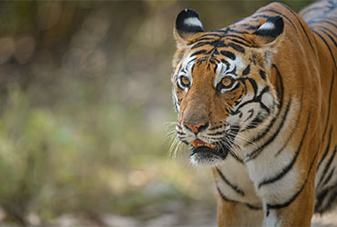 Project Tiger Expedition – 2023
