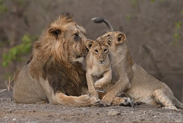Vibrant Gujarat With Lion Safari